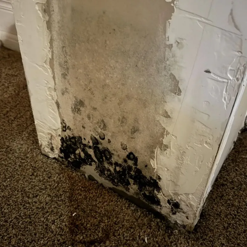 Professional Mold Removal in Lyon County, KS